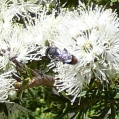 Megachile (Hackeriapis) oblonga (A Megachild bee) at Queanbeyan, NSW - 10 Oct 2023 by Paul4K