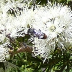 Megachile (Hackeriapis) oblonga (A Megachild bee) at QPRC LGA - 10 Oct 2023 by Paul4K