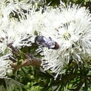 Megachile (Hackeriapis) oblonga at Queanbeyan, NSW - 10 Oct 2023