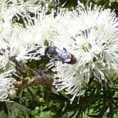 Megachile (Hackeriapis) oblonga (A Megachild bee) at QPRC LGA - 10 Oct 2023 by Paul4K