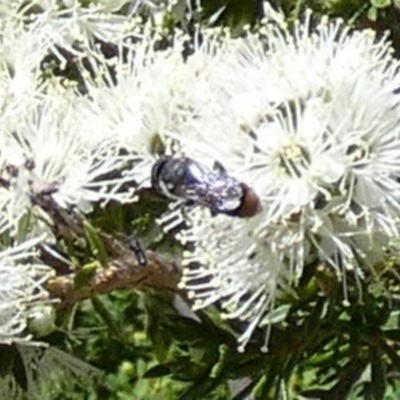 Megachile (Hackeriapis) oblonga (A Megachild bee) at Queanbeyan, NSW - 10 Oct 2023 by Paul4K