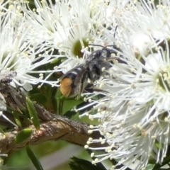 Megachile (Hackeriapis) oblonga at Queanbeyan, NSW - suppressed