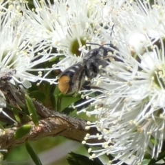 Megachile (Hackeriapis) oblonga at Queanbeyan, NSW - 10 Oct 2023