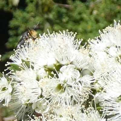 Megachile sp. (several subgenera) (Resin Bees) at QPRC LGA - 10 Oct 2023 by Paul4K