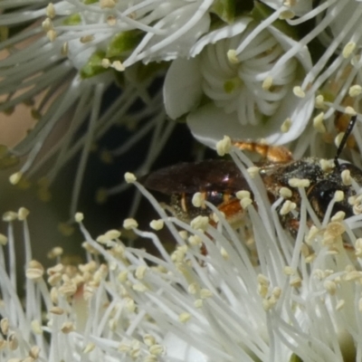 Lasioglossum (Chilalictus) bicingulatum (Halictid Bee) at QPRC LGA - 10 Oct 2023 by Paul4K