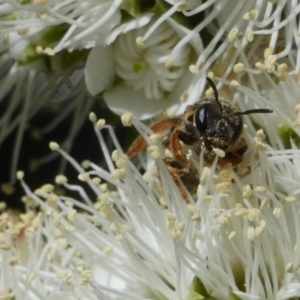 Lasioglossum (Chilalictus) bicingulatum at Queanbeyan, NSW - 10 Oct 2023