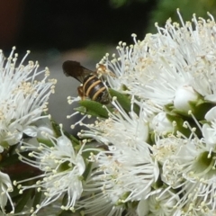 Lasioglossum (Chilalictus) bicingulatum at Queanbeyan, NSW - 10 Oct 2023