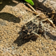 Limnodynastes tasmaniensis at Wright, ACT - 10 Oct 2023 08:29 AM