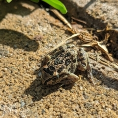 Limnodynastes tasmaniensis at Wright, ACT - 10 Oct 2023