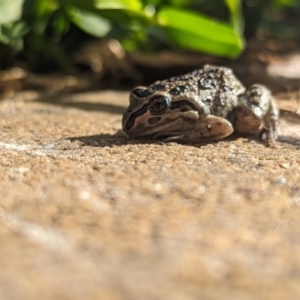 Limnodynastes tasmaniensis at Wright, ACT - 10 Oct 2023 08:29 AM