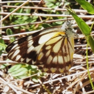 Belenois java at Paddys River, ACT - 10 Oct 2023 11:55 AM