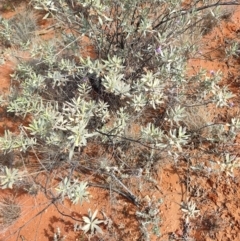 Eremophila bowmanii subsp. bowmanii at Windorah, QLD - 28 Jul 2023 by LyndalT