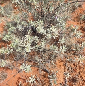 Eremophila bowmanii subsp. bowmanii at Windorah, QLD - 28 Jul 2023 11:24 AM