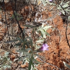 Eremophila bowmanii subsp. bowmanii at Windorah, QLD - 28 Jul 2023 11:24 AM