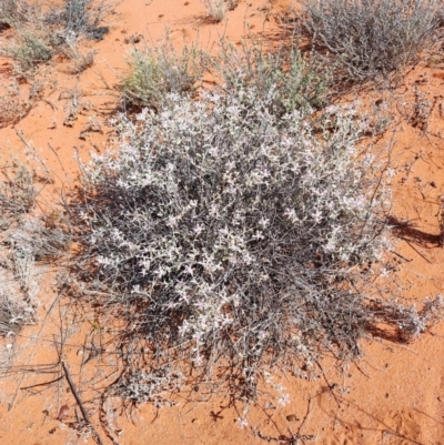 Unidentified Other Wildflower or Herb at Windorah, QLD - 28 Jul 2023 by LyndalT