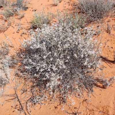 Ptilotus murrayi at Windorah, QLD - 28 Jul 2023 by LyndalT