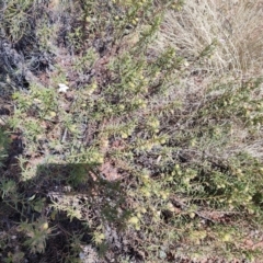 Eremophila goodwinii subsp. goodwinii at Windorah, QLD - 28 Jul 2023 by LyndalT