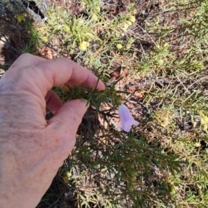 Eremophila goodwinii subsp. goodwinii at Windorah, QLD - 28 Jul 2023