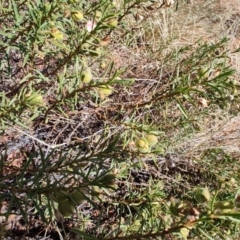 Eremophila goodwinii subsp. goodwinii at Windorah, QLD - 28 Jul 2023