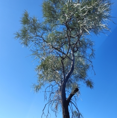 Hakea chordophylla at Windorah, QLD - 28 Jul 2023 by LyndalT
