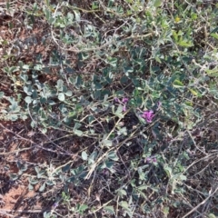 Kennedia prorepens at Windorah, QLD - 28 Jul 2023 by LyndalT