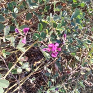 Kennedia prorepens at Windorah, QLD - 28 Jul 2023 02:50 PM