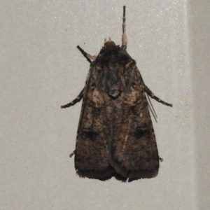 Agrotis porphyricollis at Wanniassa, ACT - 9 Oct 2023