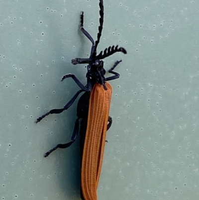 Porrostoma rhipidium (Long-nosed Lycid (Net-winged) beetle) at Belconnen, ACT - 10 Oct 2023 by SteveBorkowskis
