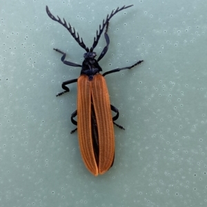 Porrostoma rhipidium at Belconnen, ACT - 10 Oct 2023