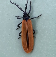 Porrostoma rhipidium at Belconnen, ACT - 10 Oct 2023