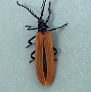 Porrostoma rhipidium at Belconnen, ACT - 10 Oct 2023