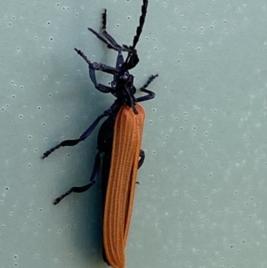 Porrostoma rhipidium at Belconnen, ACT - 10 Oct 2023