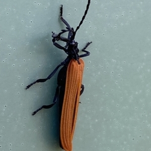 Porrostoma rhipidium at Belconnen, ACT - 10 Oct 2023