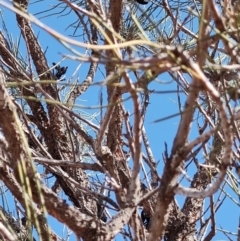 Hakea sp. at Windorah, QLD - 28 Jul 2023 by LyndalT