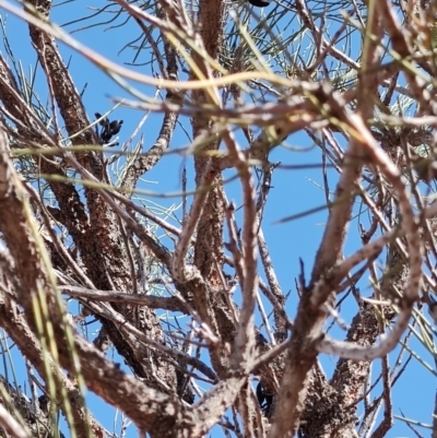 Hakea sp. at Windorah, QLD - 28 Jul 2023 by LyndalT