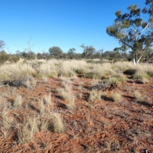 Triodia sp. at Windorah, QLD - 29 Jul 2023