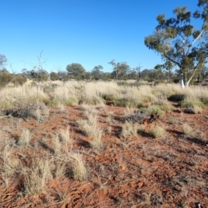 Triodia (Genus) at Windorah, QLD - 29 Jul 2023 08:44 AM