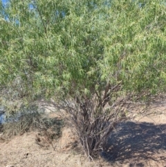 Eremophila bignoniiflora at Jundah, QLD - 29 Jul 2023 by LyndalT