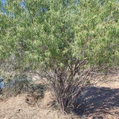 Eremophila bignoniiflora at Jundah, QLD - 29 Jul 2023 by LyndalT