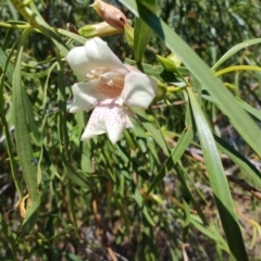 Eremophila bignoniiflora at Jundah, QLD - 29 Jul 2023 11:02 AM