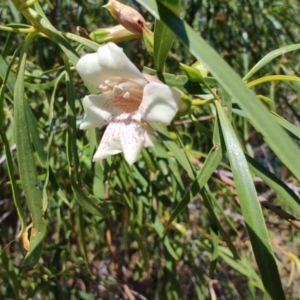 Eremophila bignoniiflora at Jundah, QLD - 29 Jul 2023