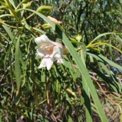 Eremophila bignoniiflora at Jundah, QLD - 29 Jul 2023 11:02 AM