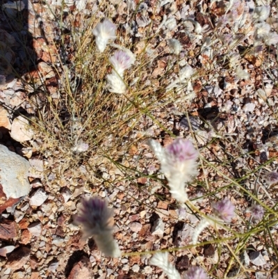 Unidentified Other Wildflower or Herb at Stonehenge, QLD - 29 Jul 2023 by LyndalT