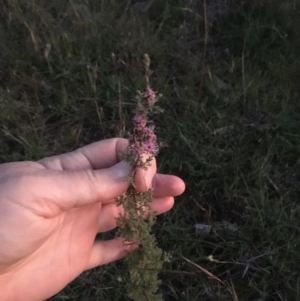 Kunzea parvifolia at Burra Creek, NSW - 10 Oct 2023