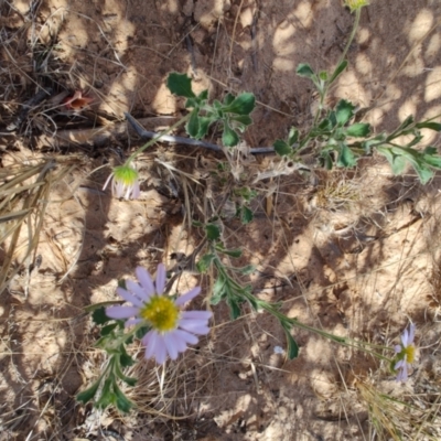 Brachyscome sp. (Cut-leaf Daisy) at Stonehenge, QLD - 29 Jul 2023 by LyndalT