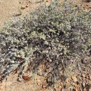 Eremophila cordatisepala at Stonehenge, QLD - 29 Jul 2023