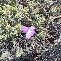 Eremophila cordatisepala at Stonehenge, QLD - 29 Jul 2023 12:51 PM