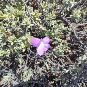 Eremophila cordatisepala at Stonehenge, QLD - 29 Jul 2023