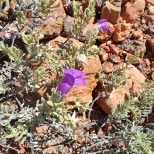 Eremophila cordatisepala at Stonehenge, QLD - 29 Jul 2023