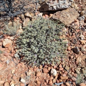 Eremophila cordatisepala at Stonehenge, QLD - 29 Jul 2023